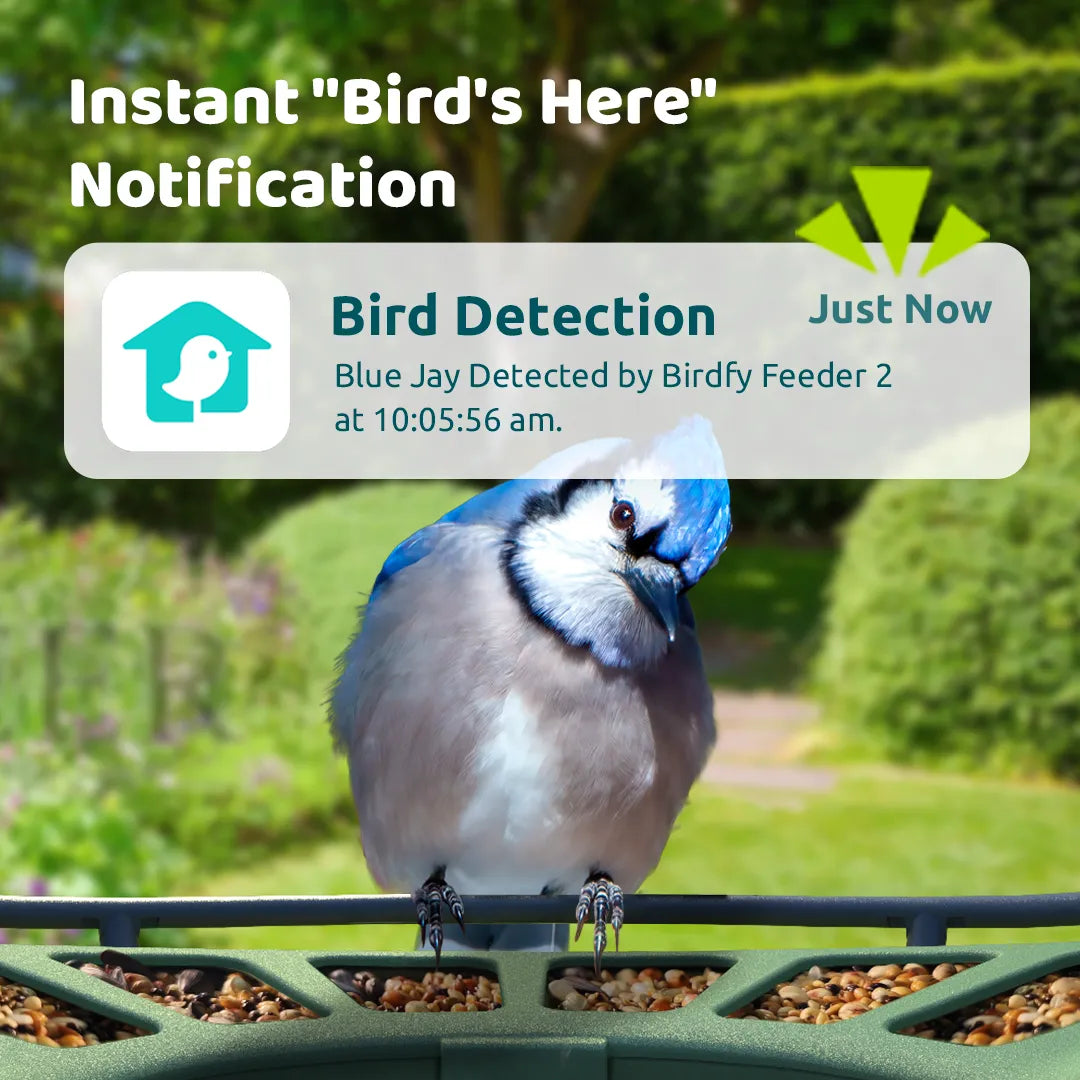 Birdfy feeder2 duo