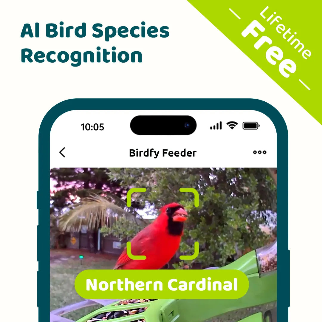 Birdfy feeder2 duo