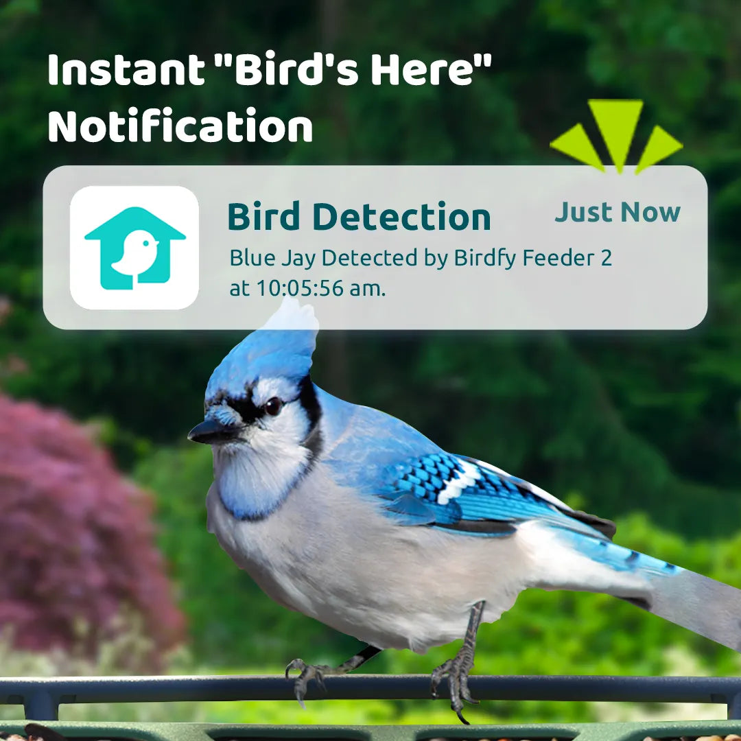 Birdfy Feeder 2 - Smart Bird Feeder