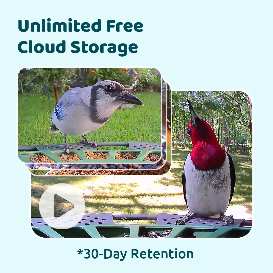 Birdfy feeder2 pro