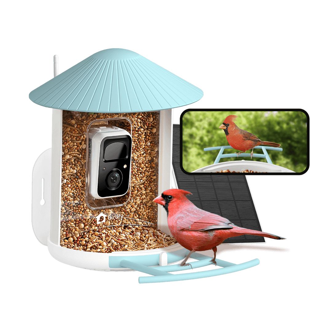 Birdfy Feeder with Solar Panel - Smart & Eco-Friendly