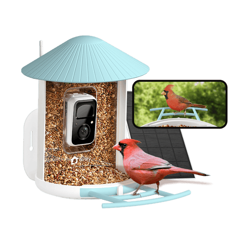 Birdfy Feeder Solar