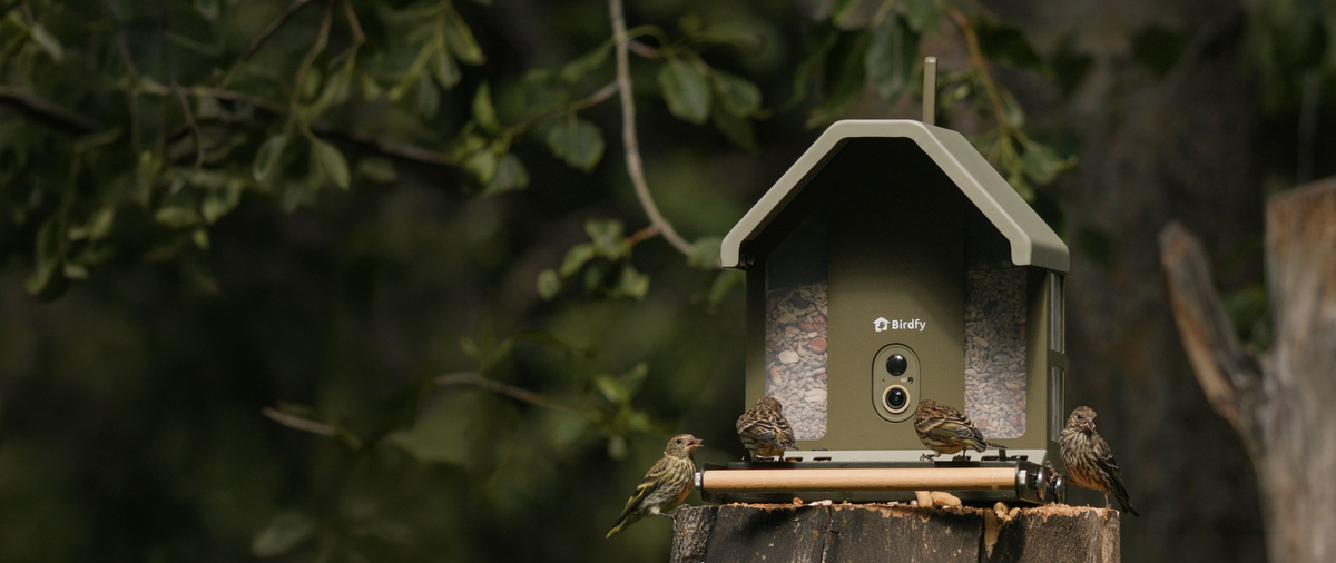 Birdfy smart bird feeder with camera