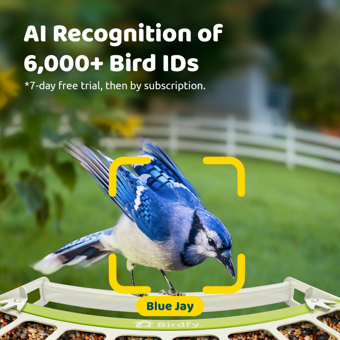 Birdfy Feeder Metal - Smart Metal Feeder with Camera