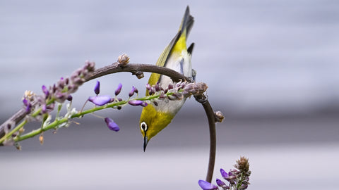Oriental White-eye