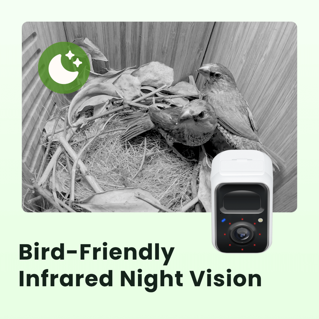 Birdfy Nest Polygon - Smart Birdhouse with Camera, Brown