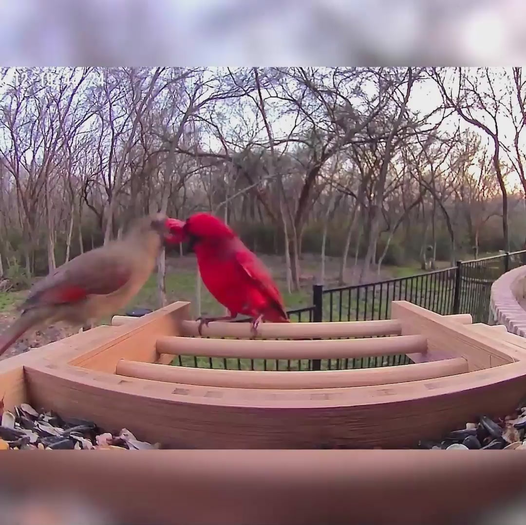 Birdfy Feeder Bamboo - Smart Bird Feeder with Eco-friendly Material