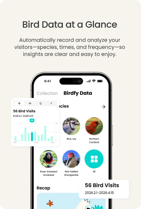 Bird Data at a Glance - review Birdfy visitor data and activity